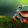 frogga