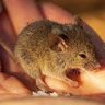 DWmouse