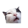 kbhp